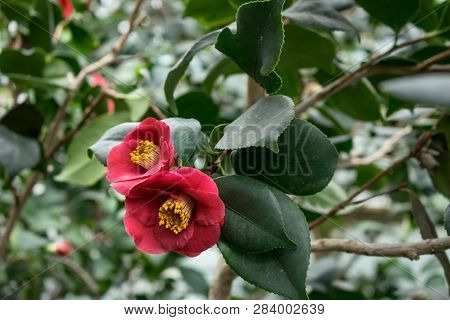Red Camellia Flowers On Bush. Close Up Pink Camellia. Beautiful Flowerы Macro