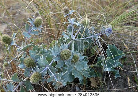 Native Uk Sea Holly, Eryngium Maritimum, In Flower And Growing On A Sand Dune With Grass In The Back