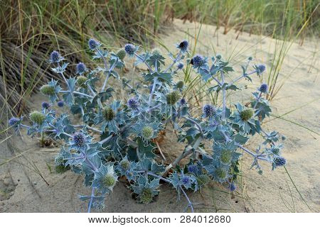 Native Uk Sea Holly, Eryngium Maritimum, With Blue Stems And Flowers And Growing On A Sand Dune With
