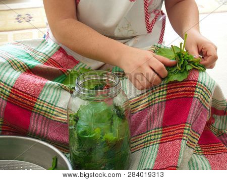 Corned Vine Leaves Preparation. Olive Oil Leaf Wrapping Dinner Material. Turkish Meal