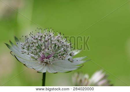 Macro Shot Of An Astrantia Flower In Bloom