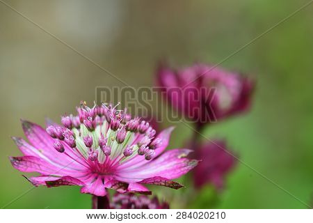 Macro Shot Of A Pink Astrantia Flower In Bloom