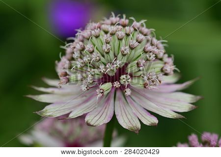 Close Up Of An Astrantia Flower In Bloom