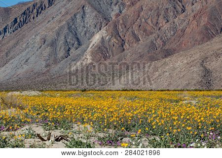 Desert Superbloom Flowers In Anza Borrego State Park