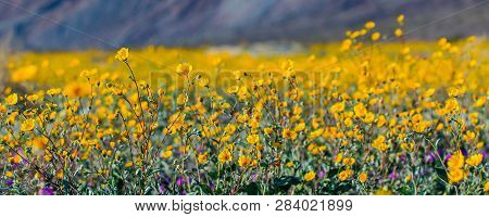 Desert Superbloom Flowers In Anza Borrego State Park