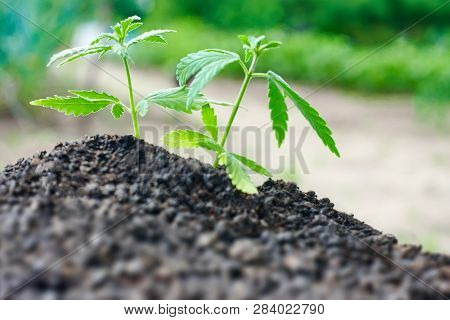 Cannabis Seedling Close Up On Background. Growing Marijuana From Soil For The Production Essential C