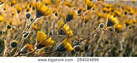 Desert Superbloom Flowers In Anza Borrego State Park