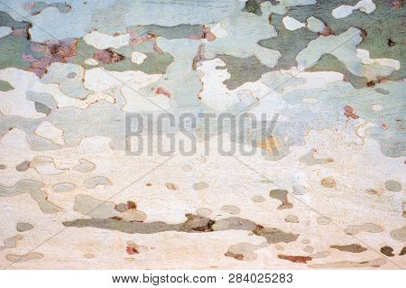Platanus Or Sycamores Bark Tree Background. Abstract Texture Background