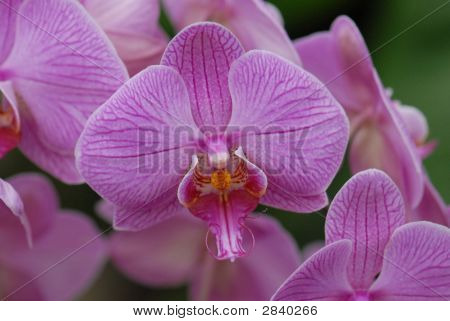 Orchid