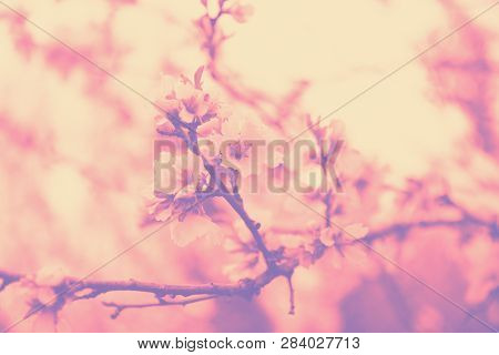 Duotone Effect Coral And Ultraviolet For Toning Photos With Blooming Flowers
