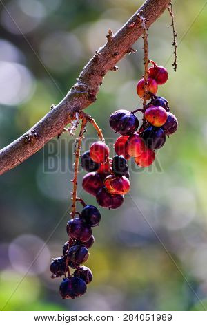 Luna Nut (lepisanthes Fruticosa Leenh) In Nature Condition With Bokeh Bavkground