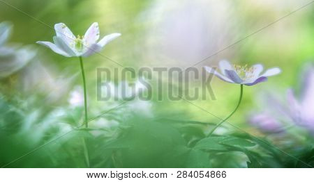 Wood anemone nemerosa, a macro of a spring forest wild flower. catchiing the first sun light. Soft focus with nice bokeh in background. 