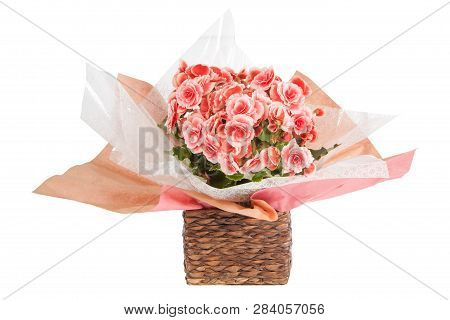 Pink Begonia Flowers In A Vase On A Wooden Background