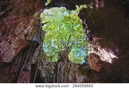Collapsed Roof of The Cathedral Cave on Bahama Island of Eleuthera and Adaptive Vegetation