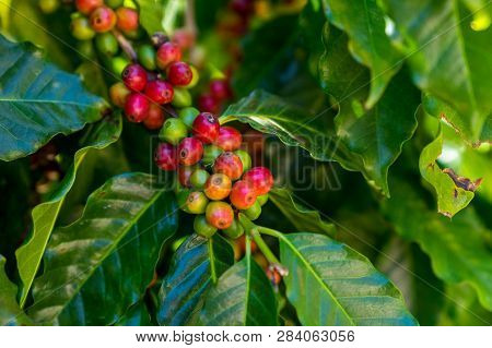 Fresh Organic Coffee Beans At North-side Of Thailand.