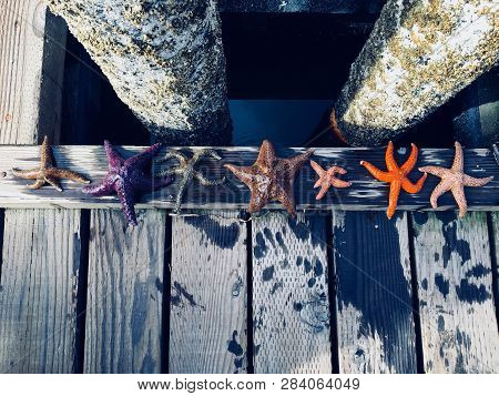 A Diverse Group Of Colorful Starfish Lined Up Along The Docks Of Comox, British Columbia, Canada.