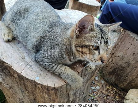 The Gray Striped Cat On The Wooden Table Looks Up At The Owner, Top View, Laying In Thailand, Relaxe