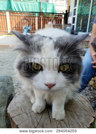 White Mixed Gray Color Cat Looking At Camera In Thailand, Top View, Relaxed Cat, Vertical