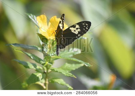 Yellow Flower With A Matching Longwing Butterfly.
