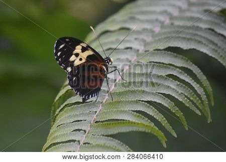 Garden With A Pretty Brown And Black Striped Longwing Butterfly.