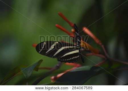 Striped Black And White Longwing Butterfly On An Orange Flower