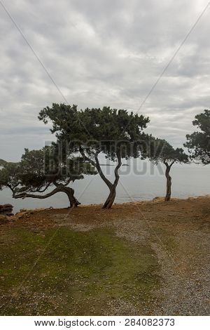 Trees By The Sea Of Ibiza A Cloudy Day