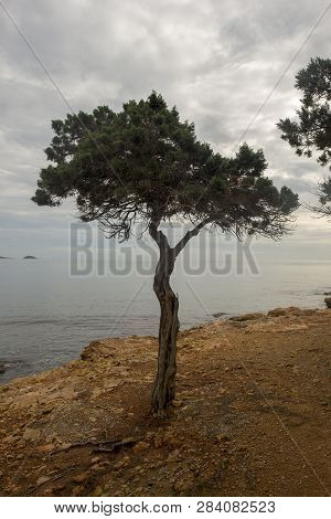 Trees By The Sea Of Ibiza A Cloudy Day