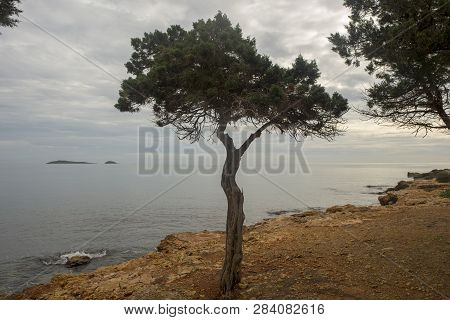 Trees By The Sea Of Ibiza A Cloudy Day