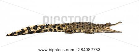 West African slender-snouted crocodile, 3 years old, isolated