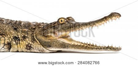 West African slender-snouted crocodile, 3 years old, isolated