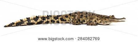 West African slender-snouted crocodile, 3 years old, isolated
