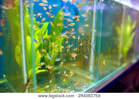 Sale Of Aquarian Small Fishes In Pet-shop. A Big Show-window With Neon Small Fishes In Poultry Marke