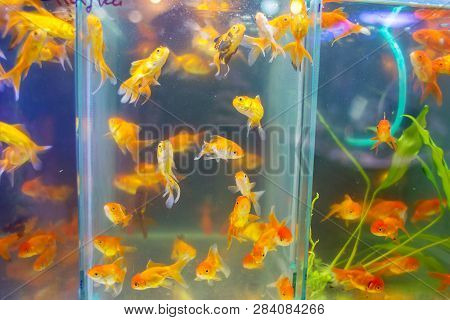 Sale Of Aquarian Small Fishes In Pet-shop. A Big Show-window With Goldfishes In Poultry Market.