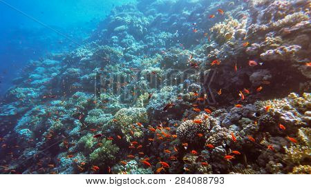 The Underwater World Of The Red Sea, Corals, A Flock Of Fish Antias Golden