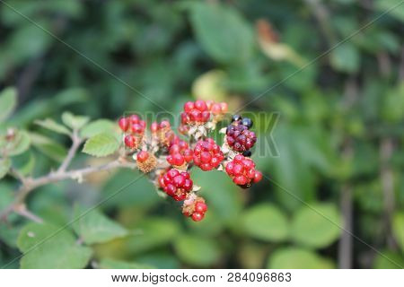 Wild Blackberries In The Agios Nikolaos Park Naousa Greece