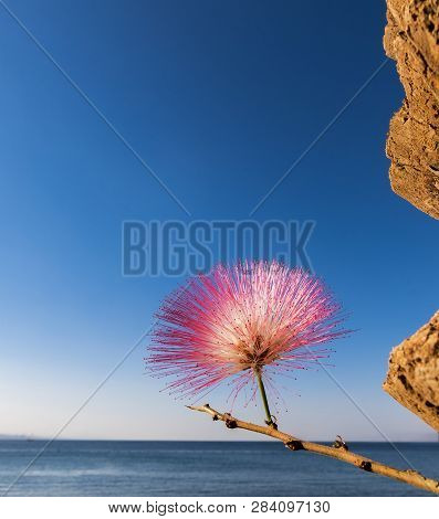 Blossoming Albizia Julibrissin Is Known As Lenkoran Acacia Tree As Well As Persian Silk Tree, Backgr