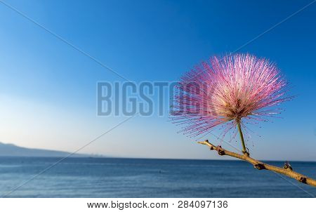 Blossoming Albizia Julibrissin Is Known As Lenkoran Acacia Tree As Well As Persian Silk Tree