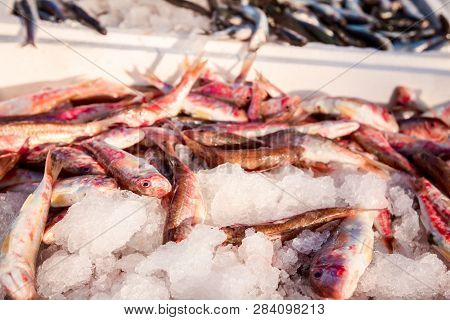 Pile Of Fresh Red Mullet Fish For Sale On The Fishmonger, Outdoor Seafood Market.