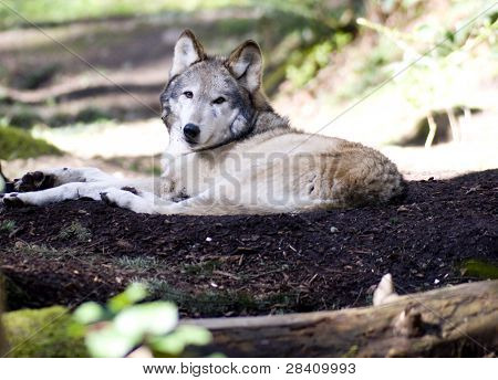 Æglæggende Wolf