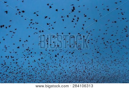 Lot Of Birds Black Silhouettes Flying In Dark Blue Sky At Night, Blue Hour Time. Flock Of Crows Fly,