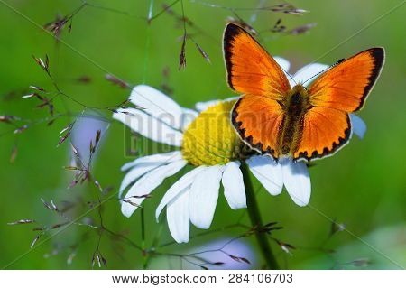 Bright Butterfly With Wings Of Red-orange Color Sitting On A Chamomile Flower. On The Wings Of A But