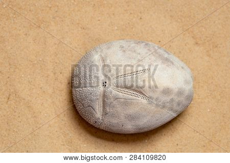 Top View Of Sand Dollar Sea Urchin Echinocardium Cordatum On Sandy Beach