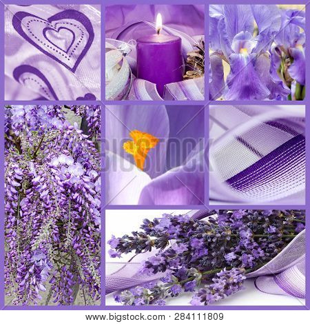 Color Concept: Lilac Series (plants And Objects)