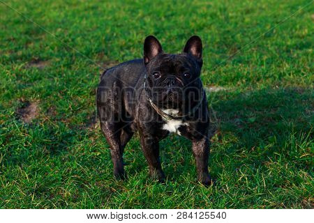Dog Breed French Bulldog Is Stand On Green Grass