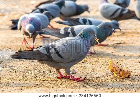 Group Of Pigeons