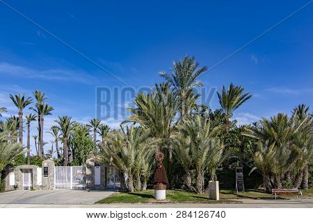 Elche, Alicante, Spain; February 2017: The Palmeral Of Elche, Spain, One Of The Largest In The World