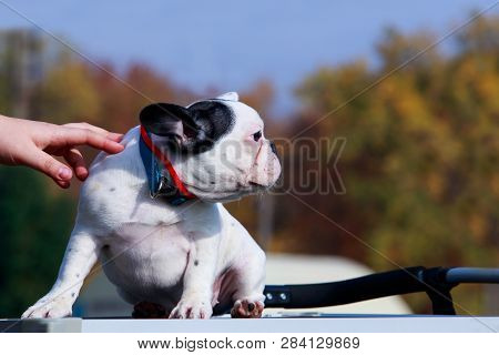 Little Puppy Of Breed French Bulldog Stands On The Table