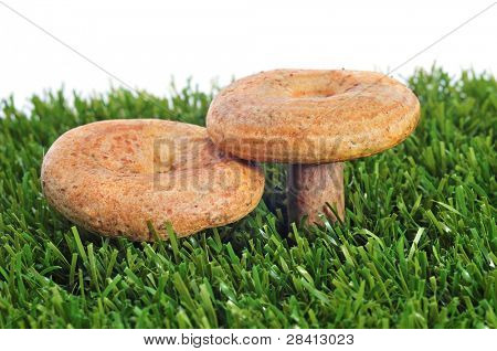 rovellons, fungo autunnale tipico della Spagna, sull'erba