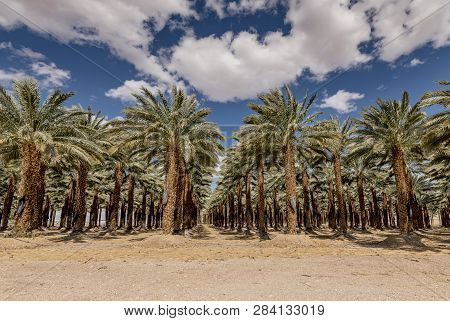 Pantation Of Date Palms. Image Depicts An Advanced Desert Agriculture Industry In The Middle East