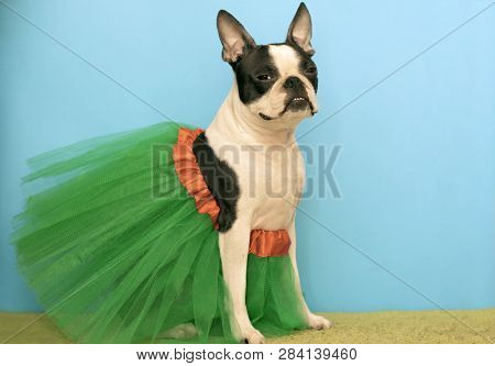 Boston terrier dress Clearance